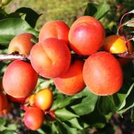 Саджанець абрикос Сільверкот